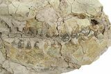 Bargain, Fossil Oreodont (Merycoidodon) Skull - South Dakota #249271-5